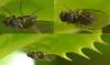 Phytomyza ilicis